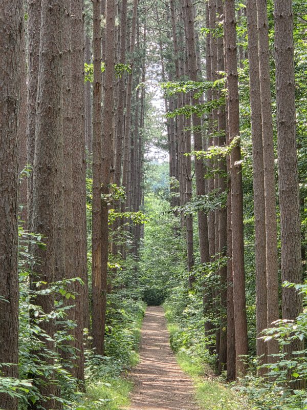 Trail through the pines with dappled sunlight shining through