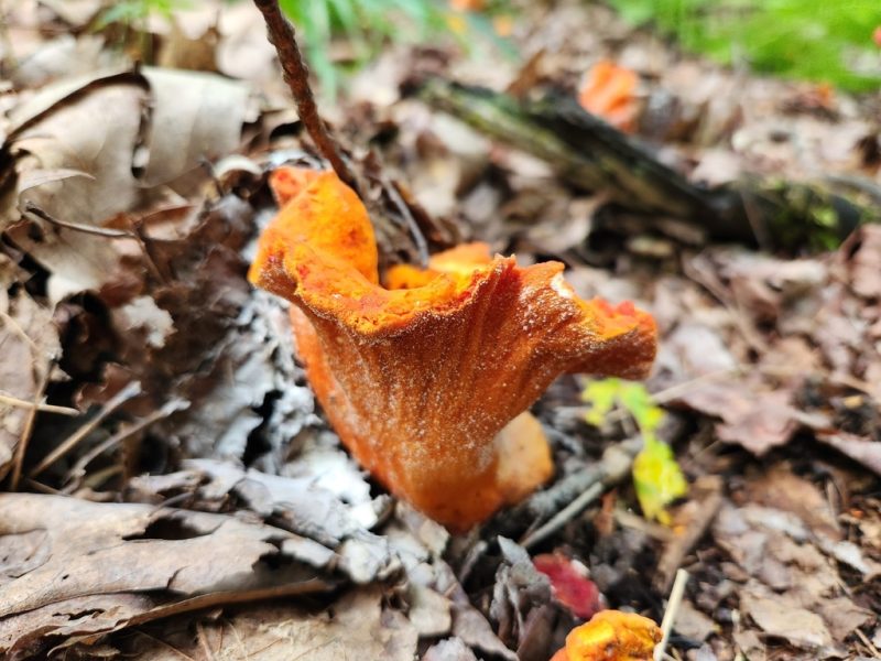 Lobster Mushroom - photo collected during 2026 BioBlitz